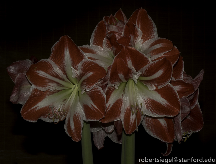 amaryllis